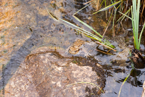 Mating frogs in a small lake in the alps in spring time