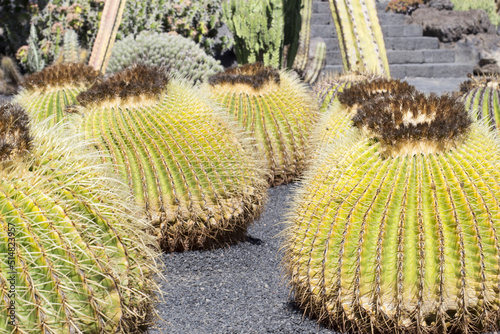 Cactus garden, Lanzarote, Canary Islands, Spain.