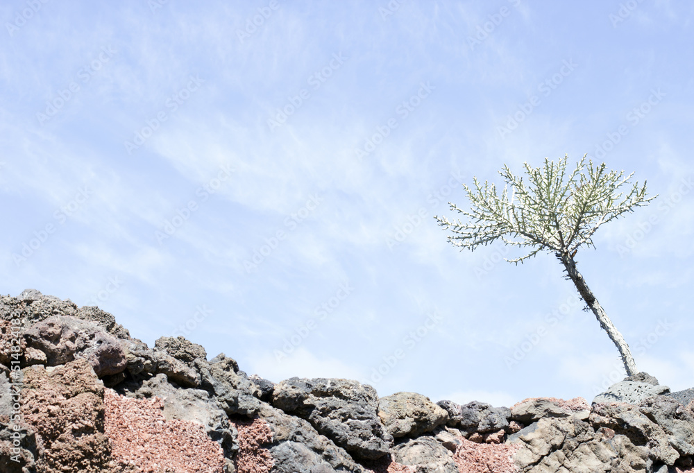 Cactus garden, Lanzarote, Canary Islands, Spain. Cactus garden, Lanzarote, Canary Islands, Spain.