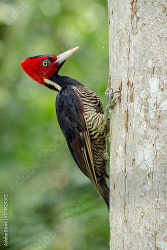 Pale-billed woodpecker Campephilus guatemalensis foraging on a branch in Costa Rica