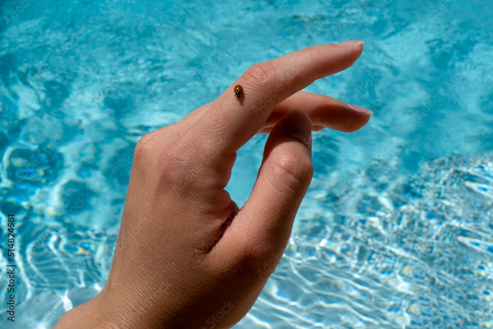 ladybug on hand by the pool