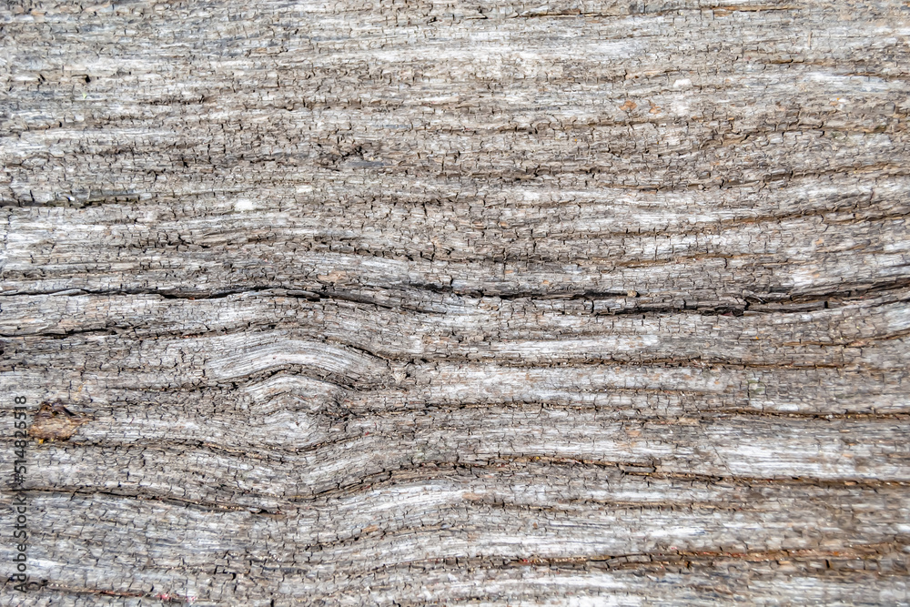 Beautiful wooden fracture old oak, natural texture close up Beautiful wooden fracture old oak, natural texture close up