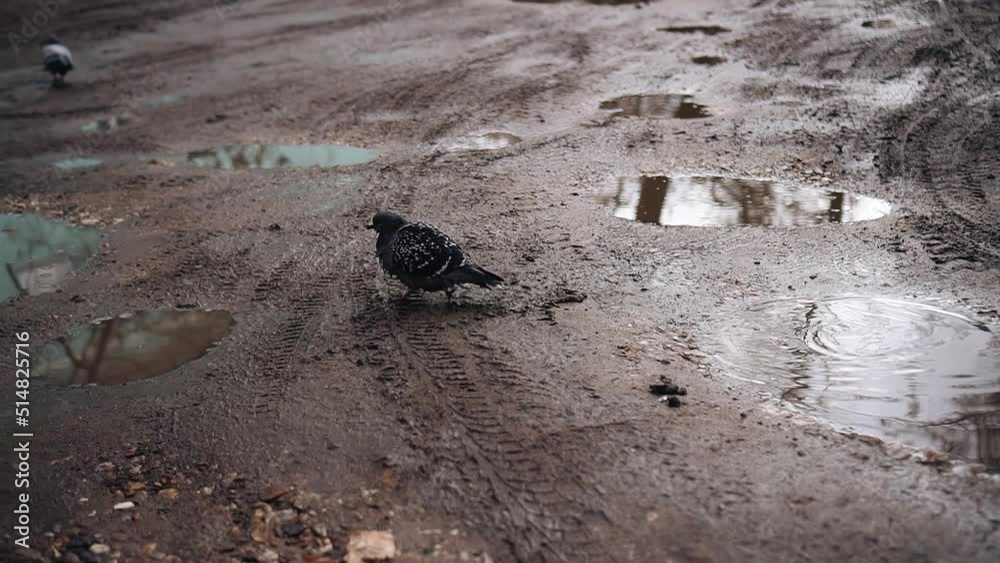 A pigeon is bathing in a dirty puddle of water in the middle of the street. Shooting birds in the city A pigeon is bathing in a dirty puddle of water in the middle of the street. Shooting birds in the city