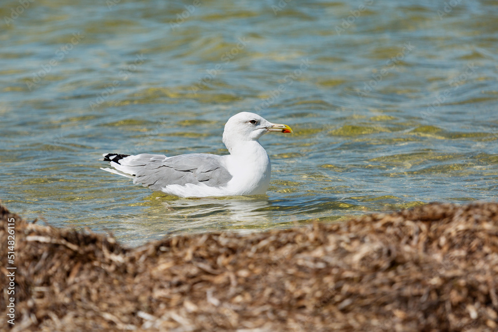 Portrait of a seagull at sea. Ukraine. Kinburn braid. Black Sea . Portrait of a seagull at sea. Ukraine. Kinburn braid. Black Sea .