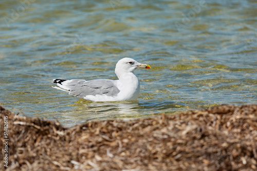 Portrait of a seagull at sea. Ukraine. Kinburn braid. Black Sea .
