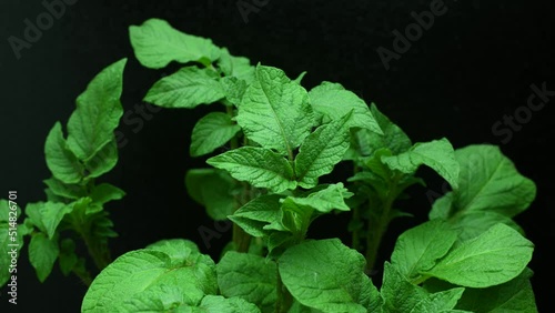 Time lapse of leaves of potato plants moving in pot isolated on black 