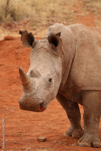 White Rhinoceros, game farm, South Africa