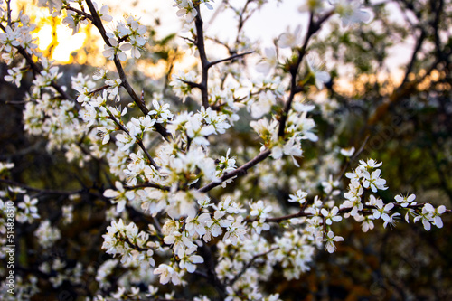 Small white flowers blossoming in spring.