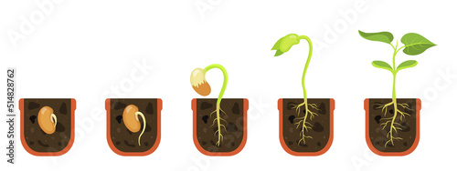 Germination seed in flower pot. Sprout in soil. Vector illustration beginning growth flowers.