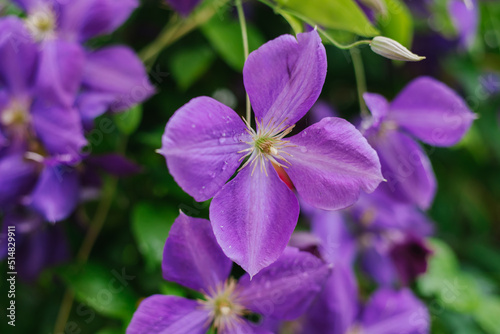 Blooming clematis flowers on a background of green foliage. Summer season, June. Natural background. Weaving plants. A hedge.