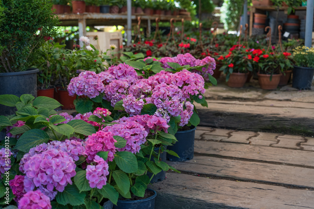 Fototapeta premium Pink Hydrangea macrophylla, commonly referred to as bigleaf hydrangea, is one of the most popular landscape shrubs owing to its large mophead flowers.