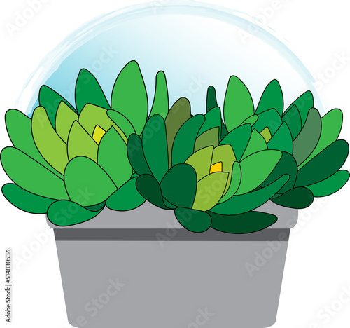 Abstract Haworthia cymbiformis plant in the pot with orange circle background.