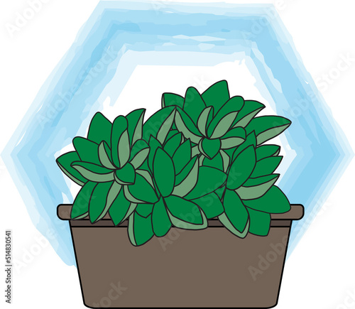 Abstract Haworthia cactus plant in the pot with blue background.