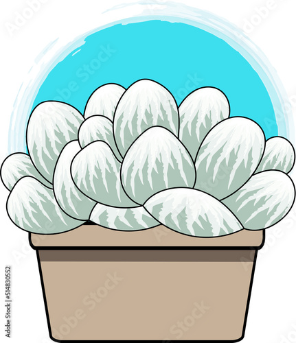 Abstract Haworthia cooperi plant in the pot with blue circle background.