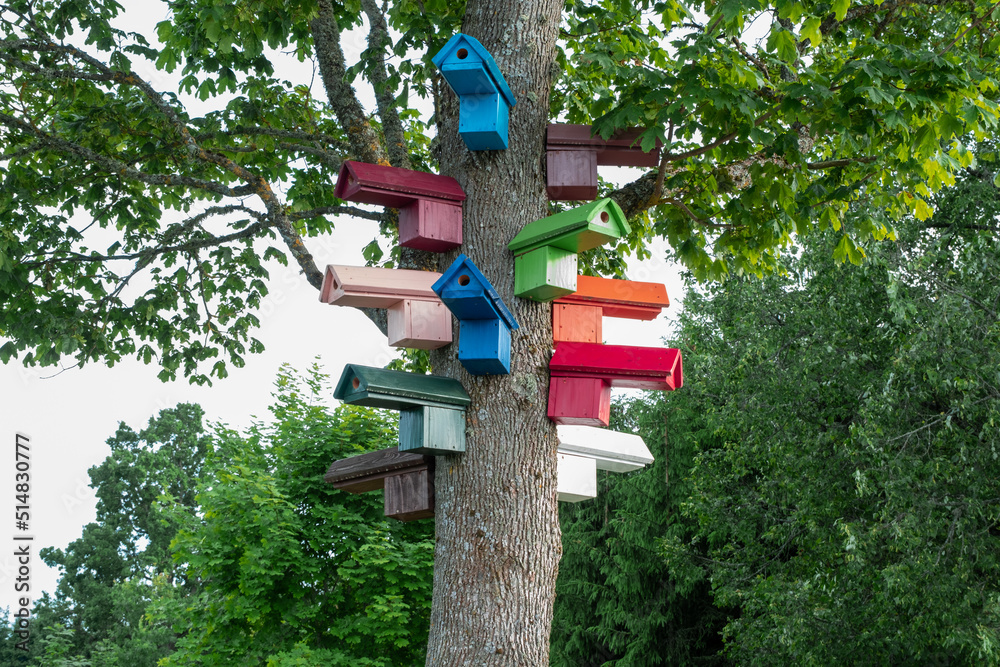 Colorful birdhouses on a big tree. nature protection concept