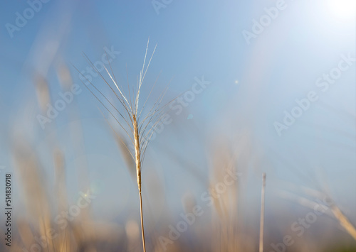 reeds in the morning  ears of wheat