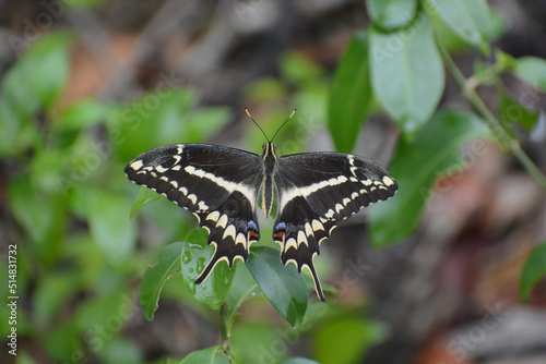 Schaus' swallowtail butterfly (Heraclides aristodemus ponceana), Key Largo, Florida, endangered species photo