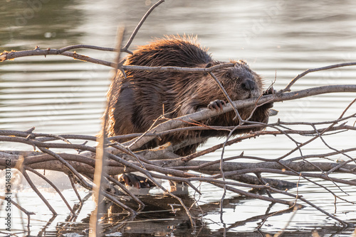 One beaver seen on the side of a lake in Yukon, Canada during spring time with branches, stick surrounding while chewing on wood. © Scalia Media