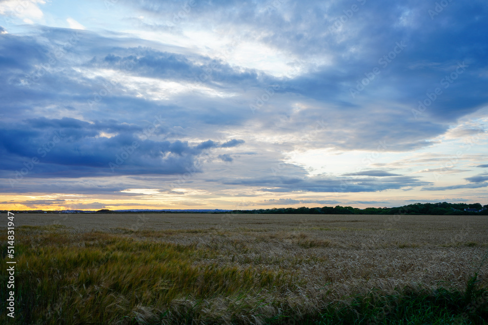 View over a wheat farm field with cloudy blue skies background