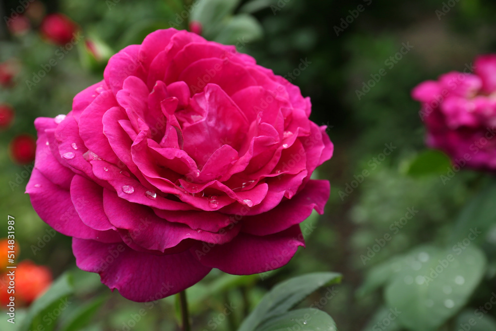 Beautiful pink rose flower with dew drops in garden, closeup