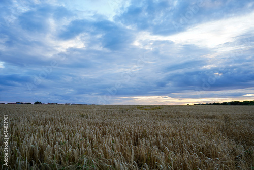 View over a wheat farm field with cloudy blue skies background