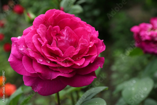 Beautiful pink rose flower with dew drops in garden  closeup