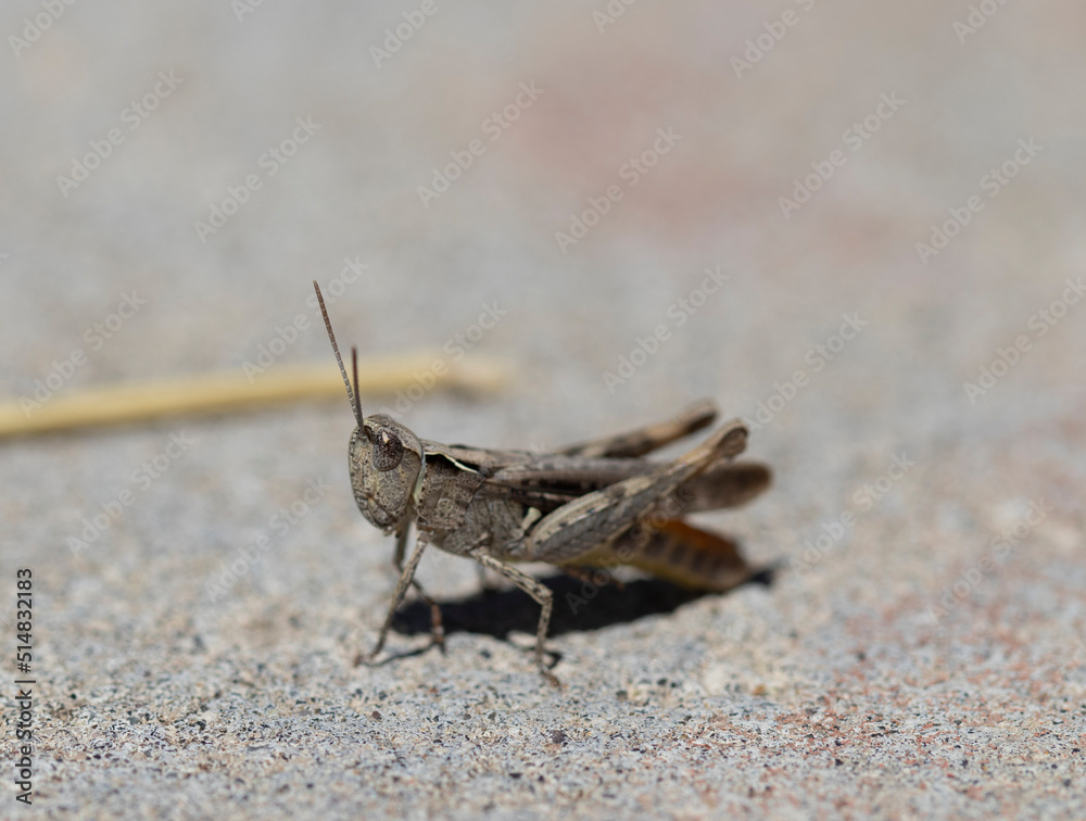 close-up portrait of cute grasshopper. macro. close-up portrait of cute grasshopper. macro.