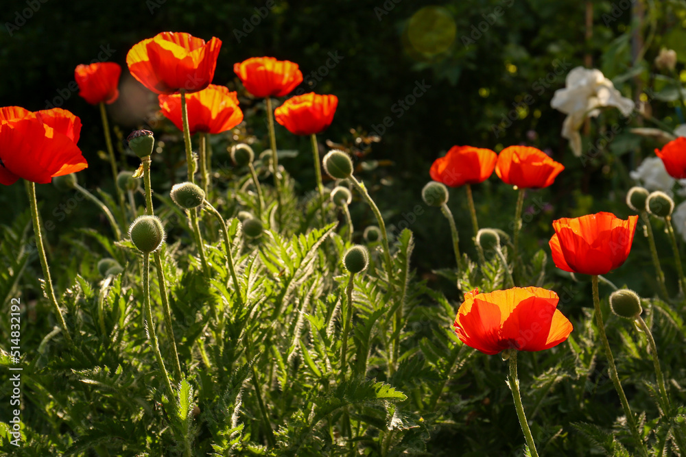 Obraz premium Beautiful red poppy flowers outdoors on sunny day