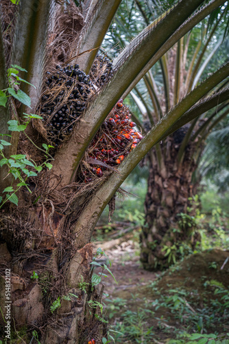 palm oil trees and fruit