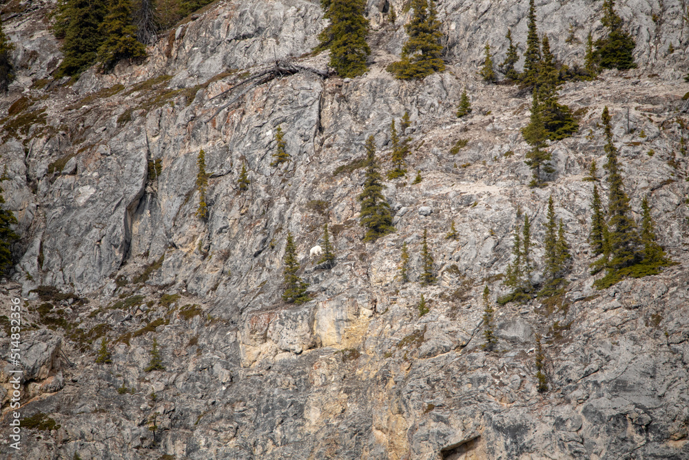 Wilderness rock face, cliff on the side of a mountain in Yukon Territory, Canada. Wild goats are seen in distance with white, arctic coat.