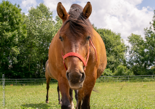 grazing horses on a sunny day