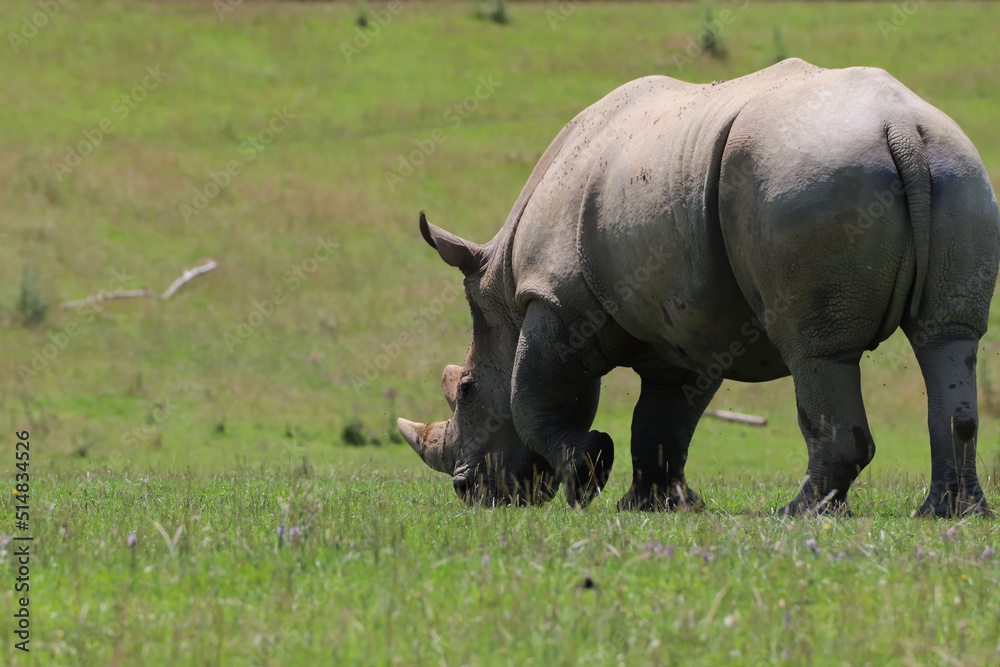Rhinocéros blanc