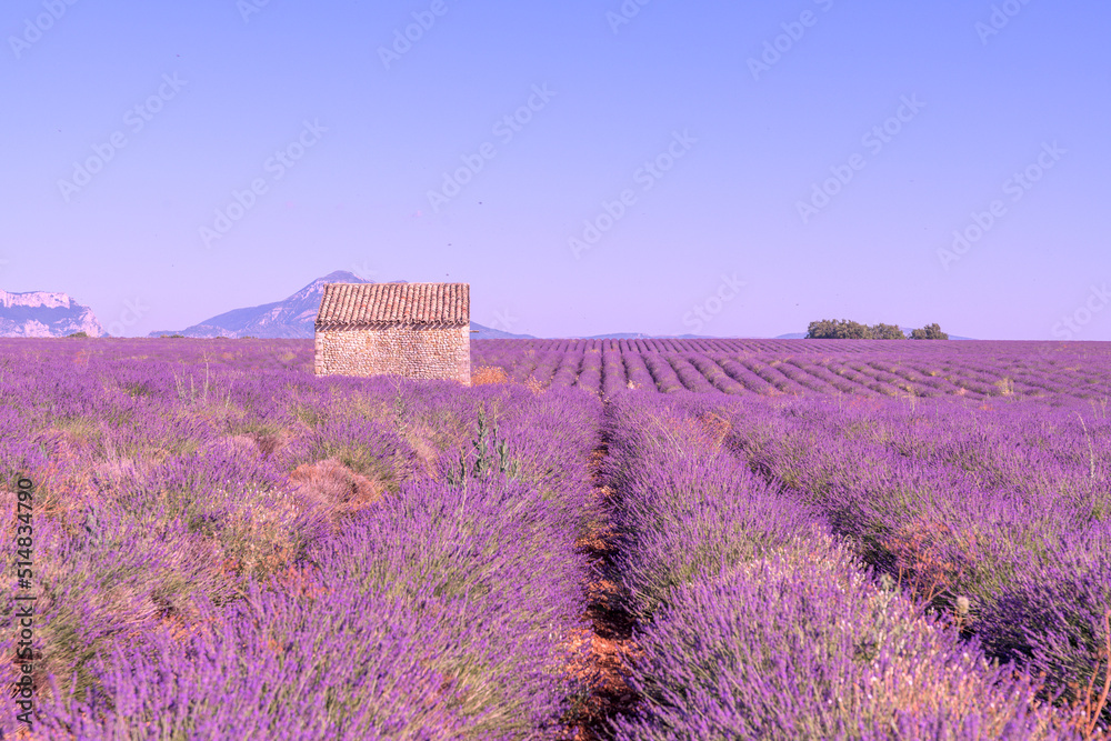 Cabane en pierre au milieu des champs de lavande sur le plateau de Valensole dans le Sud de la France - obrazy, fototapety, plakaty 