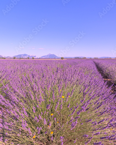 Champ de lavande en été sur le plateau de Valensole dans le Sud de la France