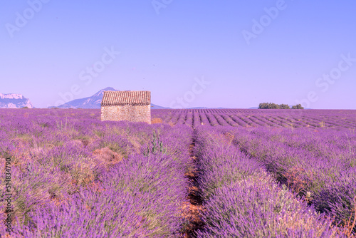 Cabane en pierre au milieu des champs de lavande sur le plateau de Valensole dans le Sud de la France