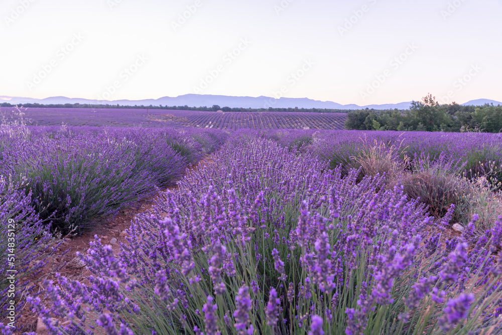 Beauté et couleurs d'un champ de lavande sur le plateau de Valensole dans le Sud de la France en été