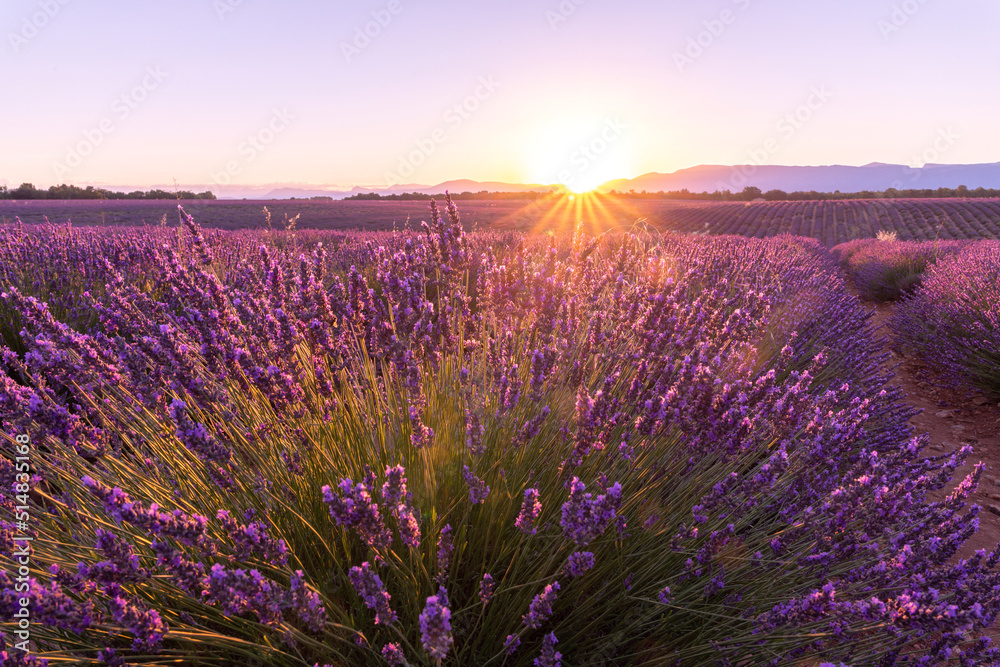 Coucher de soleil, beauté et couleurs sur un champ de lavande sur le plateau de Valensole dans le Sud de la France en été - obrazy, fototapety, plakaty 