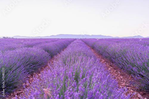 Beaut   et couleurs d un champ de lavande sur le plateau de Valensole dans le Sud de la France en   t  