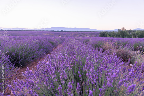 Beaut   et couleurs d un champ de lavande sur le plateau de Valensole dans le Sud de la France en   t  