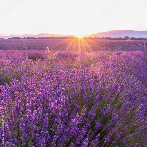 Coucher de soleil, beauté et couleurs sur un champ de lavande sur le plateau de Valensole dans le Sud de la France en été