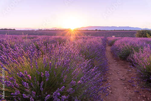 Coucher de soleil, beauté et couleurs sur un champ de lavande sur le plateau de Valensole dans le Sud de la France en été