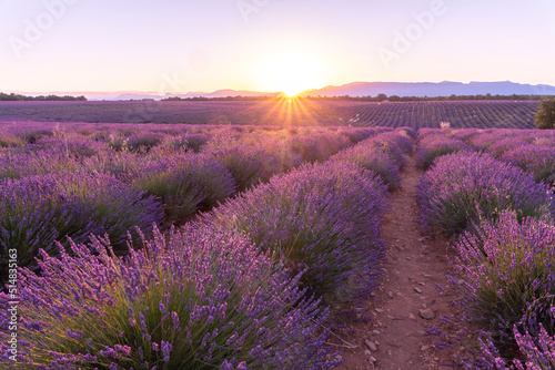 Coucher de soleil  beaut   et couleurs sur un champ de lavande sur le plateau de Valensole dans le Sud de la France en   t  