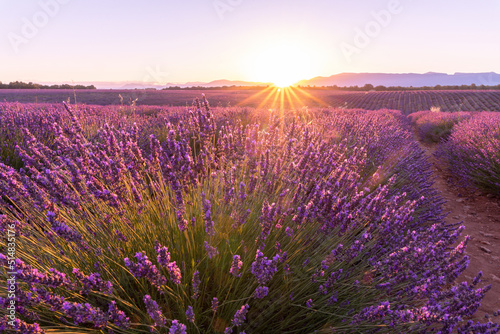 Coucher de soleil  beaut   et couleurs sur un champ de lavande sur le plateau de Valensole dans le Sud de la France en   t  