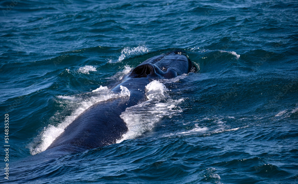 Naklejka premium Southern whale observed in the Atlantic Ocean near the South African town of Hermanus, one of the best places in the world to observe marine animals.