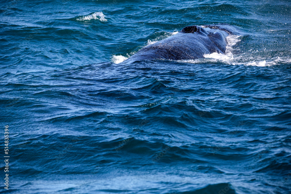 Fototapeta premium Southern whale diving in the depths of the Atlantic Ocean near the South African town of Hermanus, one of the best places in the world to observe marine animals.