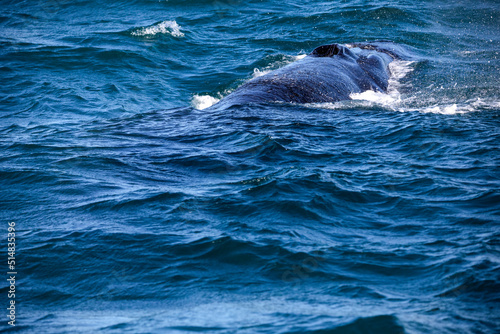 Southern whale diving in the depths of the Atlantic Ocean near the South African town of Hermanus, one of the best places in the world to observe marine animals.