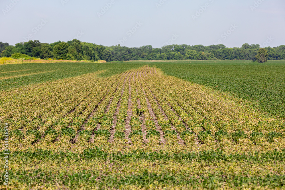 Soybean field turning brown with chemical herbicide damage. Concept of farming, weed control, yield loss.