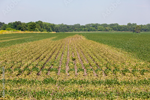 Soybean field turning brown with chemical herbicide damage. Concept of farming  weed control  yield loss.