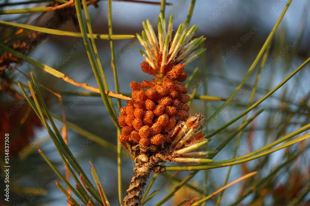 A cone bud on a pine with sharp needles at the top of the tree top A cone bud on a pine with sharp needles at the top of the tree top