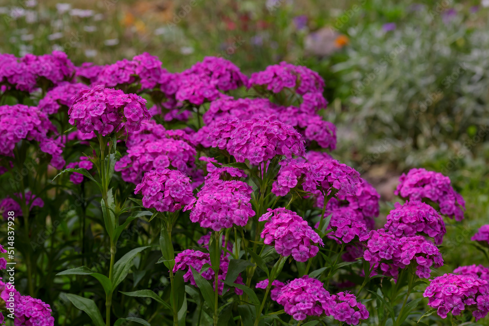 Turkish carnation ( lat. Dianthus barbatus) in garden Turkish carnation ( lat. Dianthus barbatus) in garden